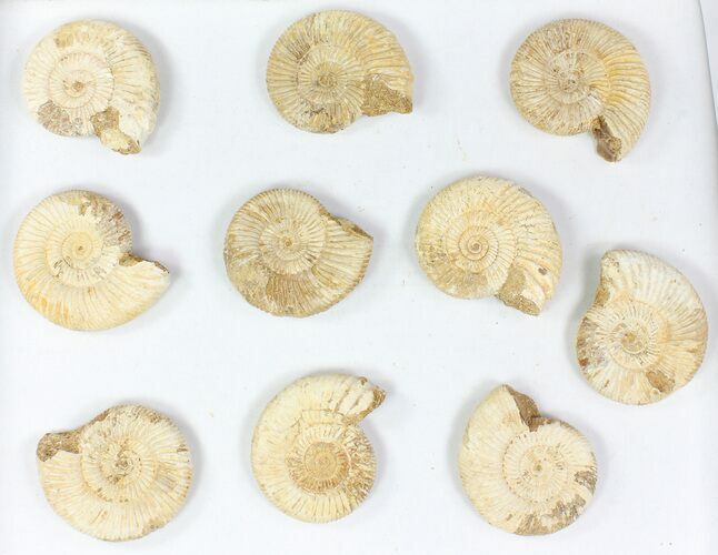 Lot: Perisphinctes Ammonite Fossils - Pieces #77172